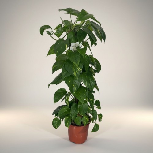 Epipremnum Salon Sarmaşığı Orta